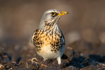 Potrait of fieldfare