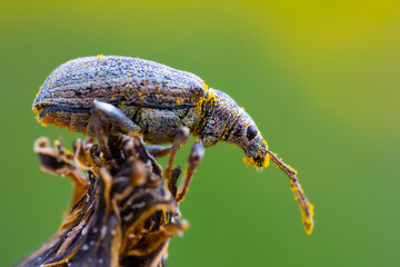 Beetle covered on pollen