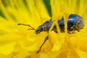 Walking on dandelion