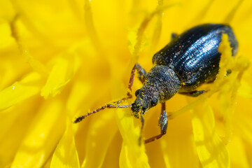 Beetle in the dandelion