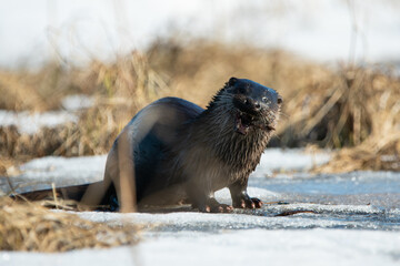 the otter's grimace