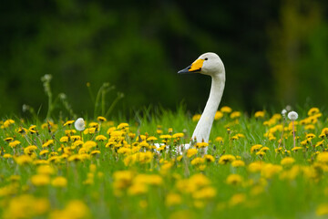Swan and dandelions