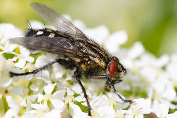 Flesh fly on flower