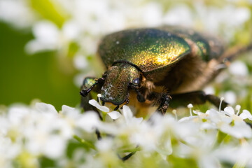 Green rose chafer