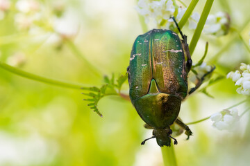 Rose chafer 