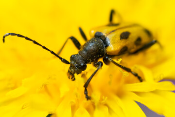 Bug on dandelion.