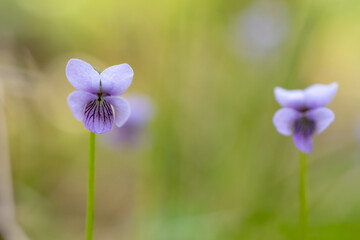 Marsh violets