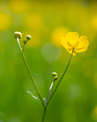 Meadow buttercup