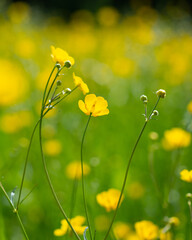 Buttercup meadow