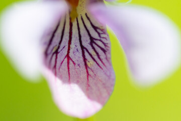 Close up of a flower
