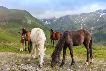 Fototapeta na wymiar horses grazing in the mountain valley. Fagaras Mountain, Romania