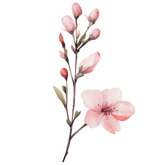 Naklejka na ściany i meble watercolor cherry blossom, flowerw, AI Generative