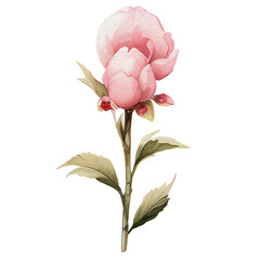 watercolor cherry blossom, flowerw, AI Generative