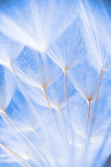 Abstract macro photo of dandelion seeds. Shallow focus.