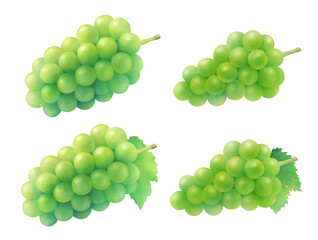 マスカットと白ブドウと葉の水彩イラスト。フレッシュな旬のフルーツの背景。