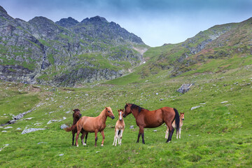 Fototapeta na wymiar horses grazing in the mountain valley. Fagaras Mountain, Romania
