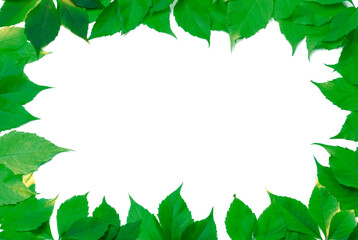 Fototapeta na wymiar Green leaves frame isolated on white background. Virginia creeper leaves.