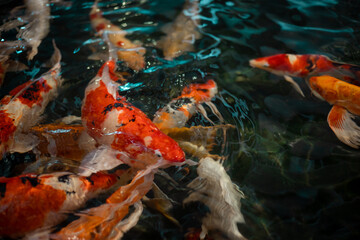 Obraz na płótnie Canvas Beautiful koi fish. Colorful fancy carp fish on pond fish. Koi fish under water. Overhead view of koi carps swimming in pond. Image of beautiful fish.