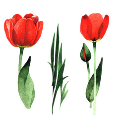 Wildflower tulip flower in a watercolor style isolated. Full name of the plant: red tulip. Aquarelle wild flower for background, texture, wrapper pattern, frame or border.