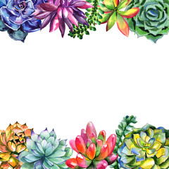 Wildflower succulentus flower frame in a watercolor style isolated. Full name of the plant: succulentus. Aquarelle wild flower for background, texture, wrapper pattern, frame or border.