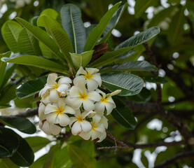 White and Yellow Plumeria Bouquet Surrounded by Green Leaves.