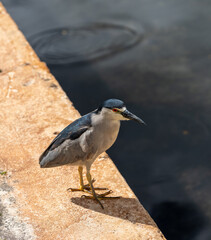 Blue Heron on the Waters Edge.