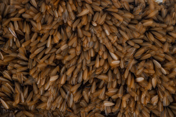 Moths for beautiful  background. This photo is hard to find. Image of animal background.