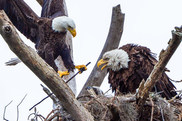 bald eagles in the nest