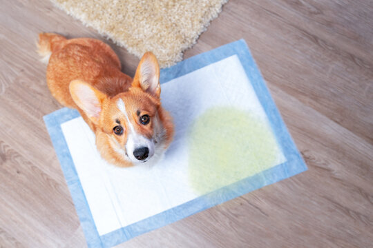 Dog corgi sits on disposable a diaper with a stain from urine looks guiltily. Raising a puppy potty training. Little innocent puppy next to a yellow spot on the floor. Toilet hygiene of a pet