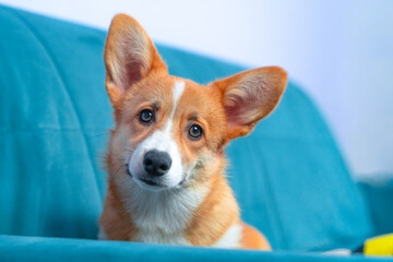 Portrait of corgi dog on a blue sofa looks sad reproachfully with his head tilted. Tired puppy is...