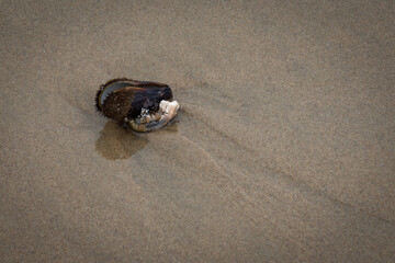 Empty shell on the beach