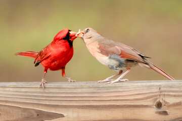 cardinals sharing 