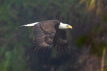 american bald eagle in flight