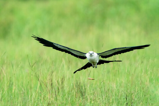 Swallow tailed Kite
