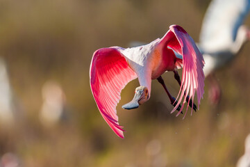 Roseate Spoonbill flying