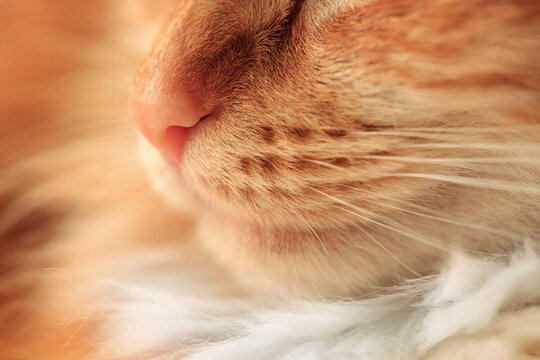 Close-up of a nose of a red cat