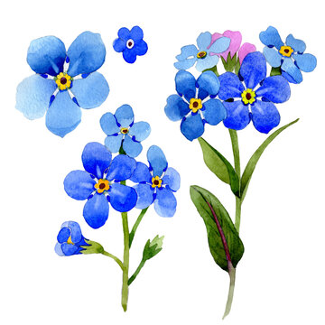 Wildflower myosotis arvensis flower in a watercolor style isolated. Full name of the plant: Myosotis arvensis. Aquarelle wild flower for background, texture, wrapper pattern, frame or border.