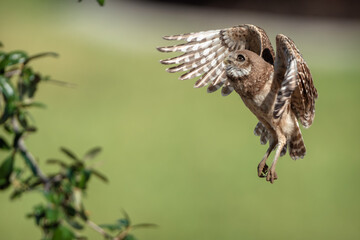 owl