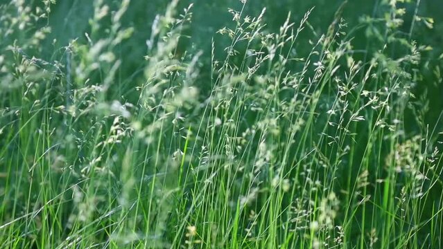 Green long grass and herbs in the wind on the meadow on a bright sunny summer day