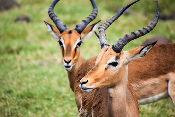 Closeup image of bunch of deer with horns