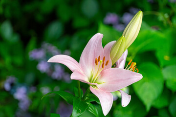 Fototapeta premium 百合の花