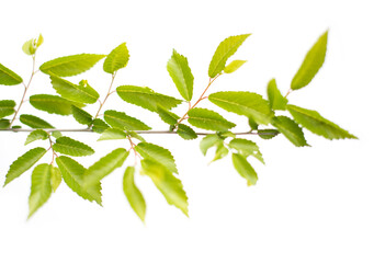 branch with green leaves on white background