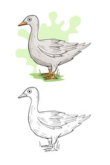 Goose farm animal cartoon illustration