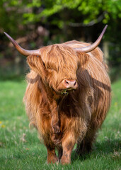Scottish Highland Cow #2
