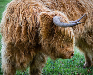 Scottish Highland Cow #3