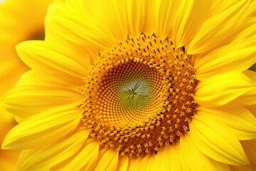 Obraz premium close up of sunflower blooming, Generative Ai