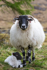 Mother sheep and baby lamb