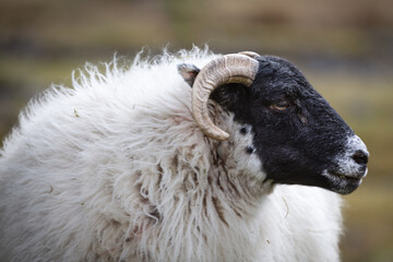 Black faced ram sheep portrait