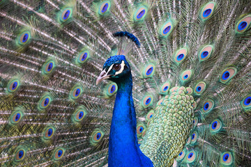 Fototapeta premium Peacock head