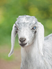 portrait of gray kid